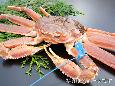 特上活松葉がに700g前後