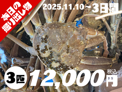 活松葉がに３匹セット（500g前後×3匹）【本日の掘り出し物】