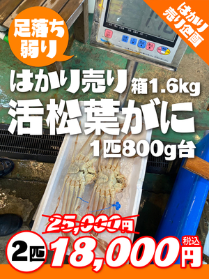 【数量限定】はかり売り！弱り活松葉がに1.6kg箱セット（800g台×2匹）【本日の掘り出し物】