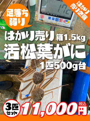 【数量限定】はかり売り！弱り活松葉がに1.5kg箱セット（500g台×3匹）【本日の掘り出し物】