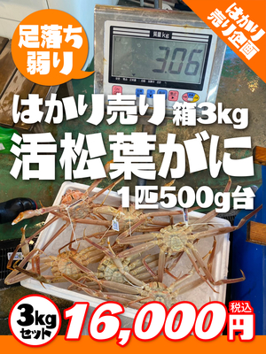 【数量限定】はかり売り！弱り活松葉がに３kg箱セット（500g台×6匹）【本日の掘り出し物】