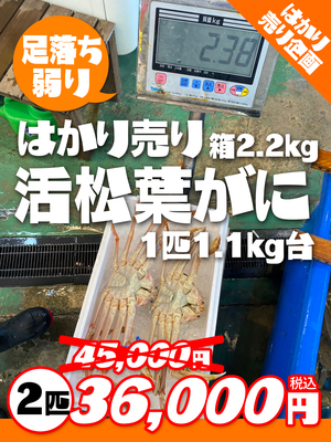 【数量限定】はかり売り！弱り活松葉がに2.2kg箱セット（1.1kg台×2匹）【本日の掘り出し物】