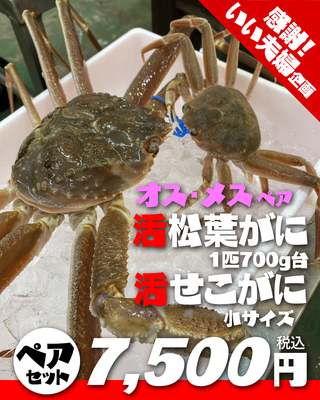 【いい夫婦特集】活松葉がに700g台1匹&times;活せこがに小サイズ1匹ペア【本日の掘り出し物】