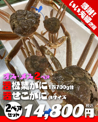 【いい夫婦特集】活松葉がに700g台2匹&times;活せこがに小サイズ2匹2ペア【本日の掘り出し物】