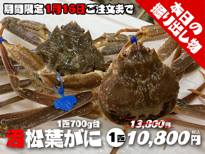 【成人の日企画】活松葉がに700g台超お得1匹【本日の掘り出し物】