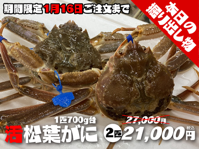 【成人の日企画】活松葉がに700g台超お得2匹【本日の掘り出し物】