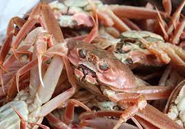 活せこかに正規品5匹　4000円クラス<2025.11.10時点：サイズ、色形、選別の相場による＞