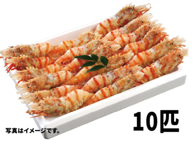 オニエビ　10匹