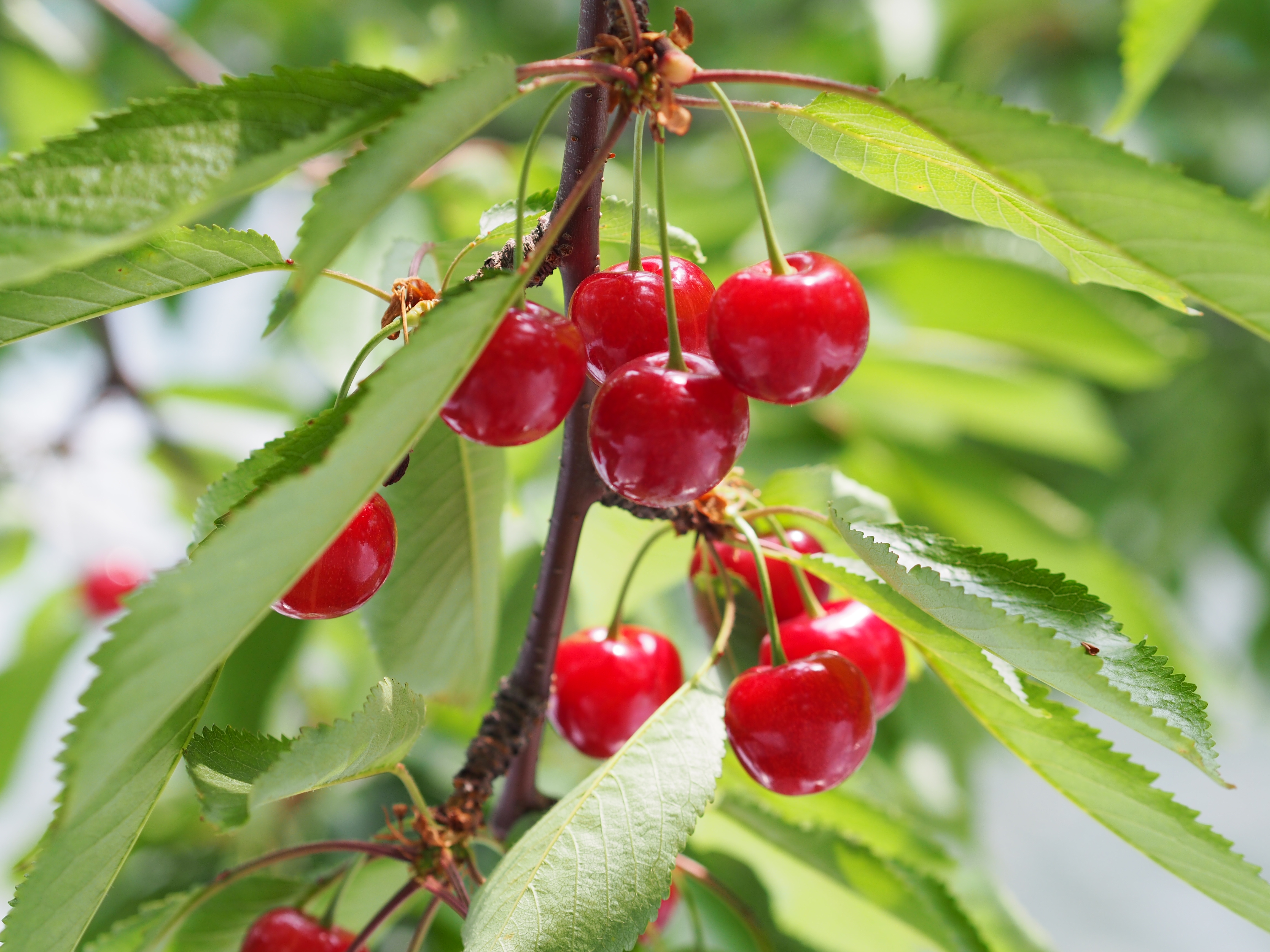 市場 さくらんぼ 500g 4 2kg 表示農産物 北海道産桜桃 Yes 佐藤錦 L Clean 送料無料