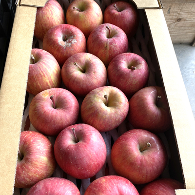 ふじ家庭用　中玉５kg