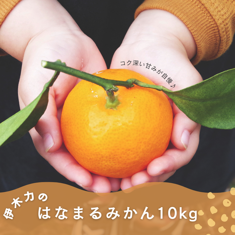 はなまるみかん【10kg】