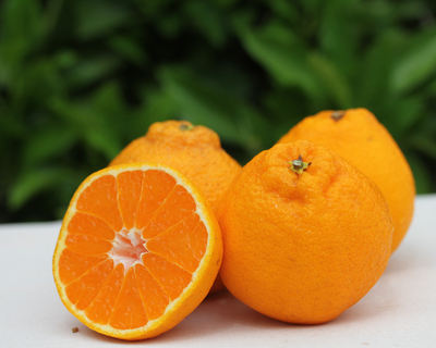 岸田果樹園の訳あり不知火/しらぬい※家庭用3kg/5L-4Lサイズ(8玉前後)