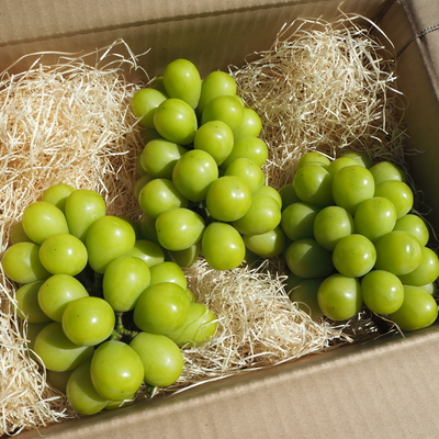 SUNマルシェ株式会社「シャインマスカット」1.5ｋｇ（3房～4房）※期間限定　