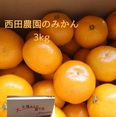 西田農園の温州みかん　3kg