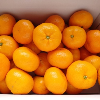 西田農園の大きめ温州みかん　5kg