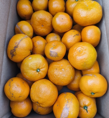 訳あり/小玉農園のこだわり栽培みかん6㎏※大小混在家庭用商品となります