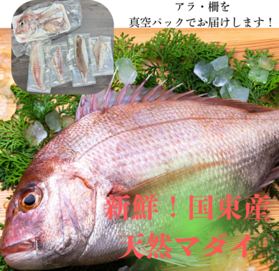 天然むさし真鯛1kg前後（刺身約4～6人前） 天然のマダイを新鮮なまま冷凍で直送！天然マダイのお刺身や鯛しゃぶをお楽しみいただけます