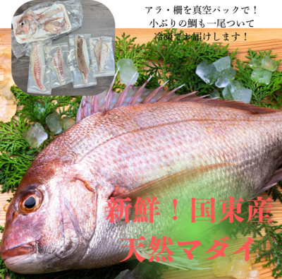 天然むさし真鯛1kg前後（刺身約4～6人前） 天然のマダイを新鮮なまま冷凍で直送！チダイ又はマダイも1尾付き　※天然マダイのお刺身や鯛しゃぶをお楽しみいただけます
