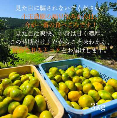小玉農園こだわり栽培みかん3kg