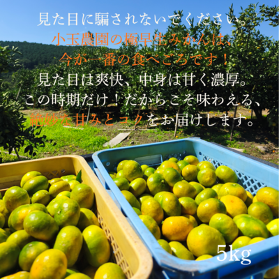 小玉農園こだわり栽培みかん5kg ※期間限定極早生みかん2Sサイズ