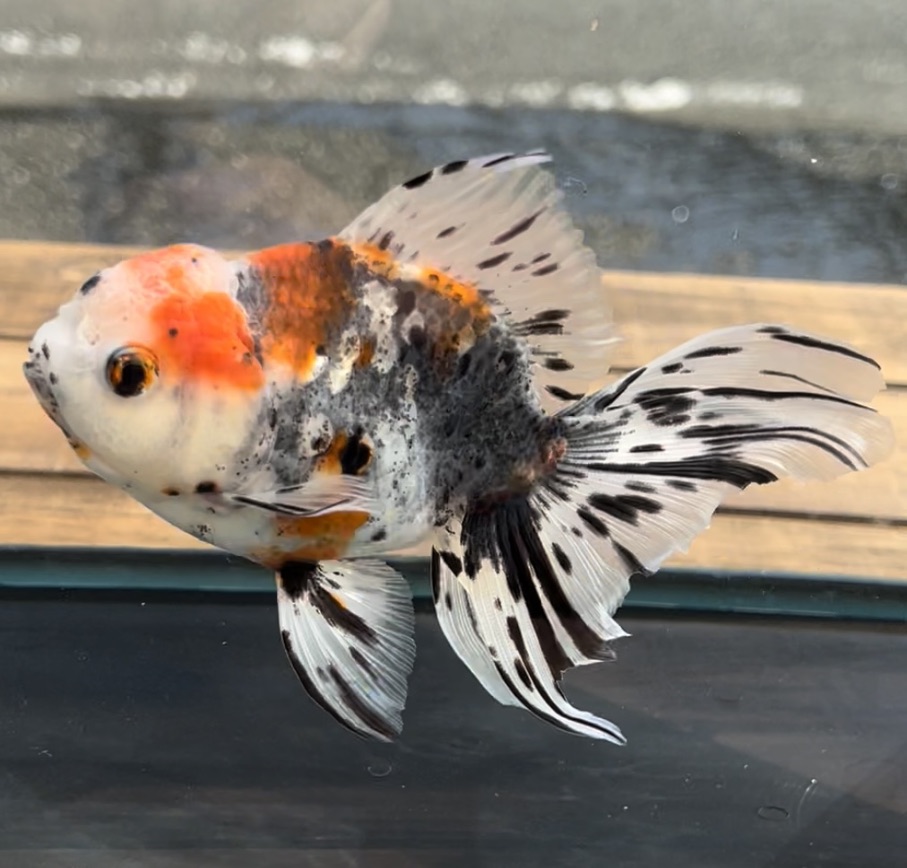 金魚屋うらちゃん＞＞ 愛好家ブリード 極上鈴木東錦 13センチ