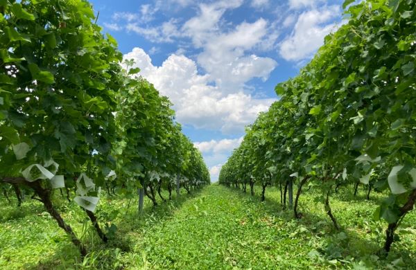 【希少】ブドウ畑から始まる職人ワイン造り 希少】ブドウ畑から始まる職人ワイン造り