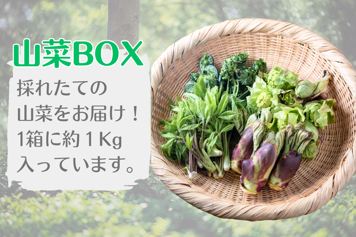 山菜BOX | 詩の国商店
