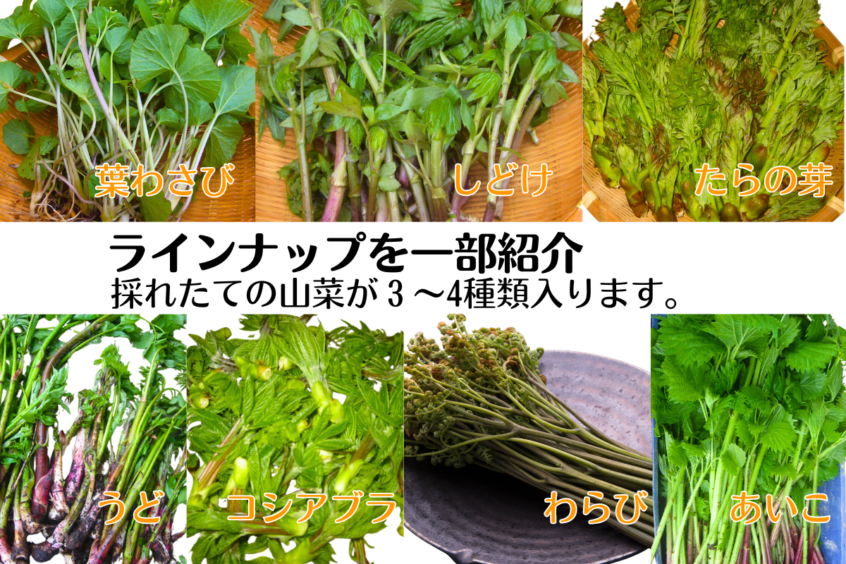 山菜BOX | 詩の国商店