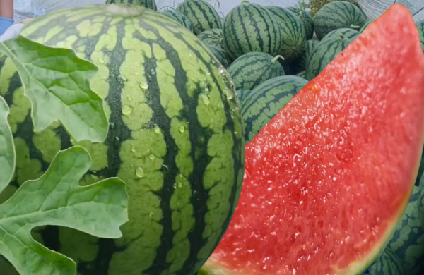 7月下旬頃発送】あきた夏丸チッチェ2玉 | 詩の国商店