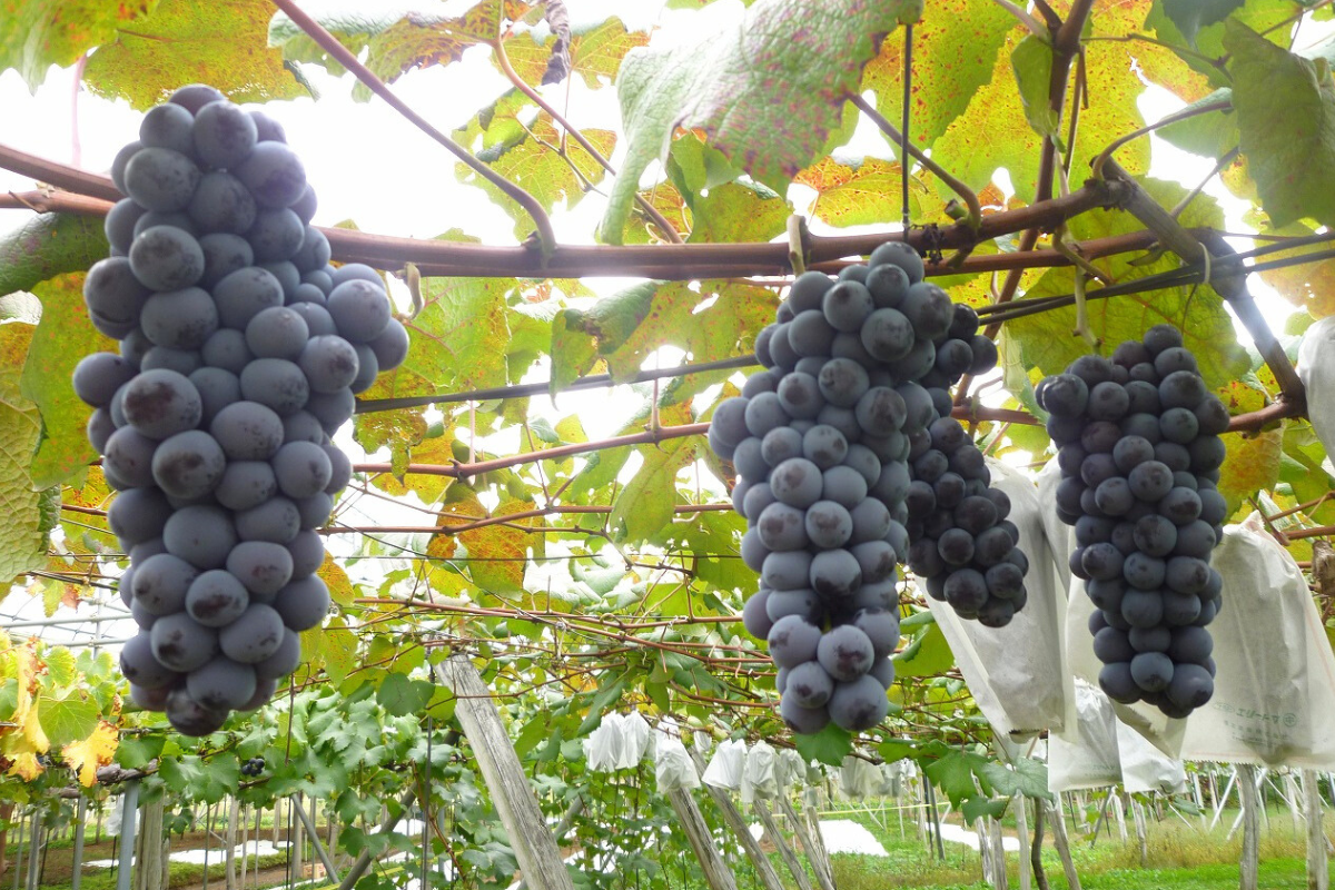 全国酒類コンクール第1位特賞人気】湖畔の杜ビール「大沢葡萄ラガー