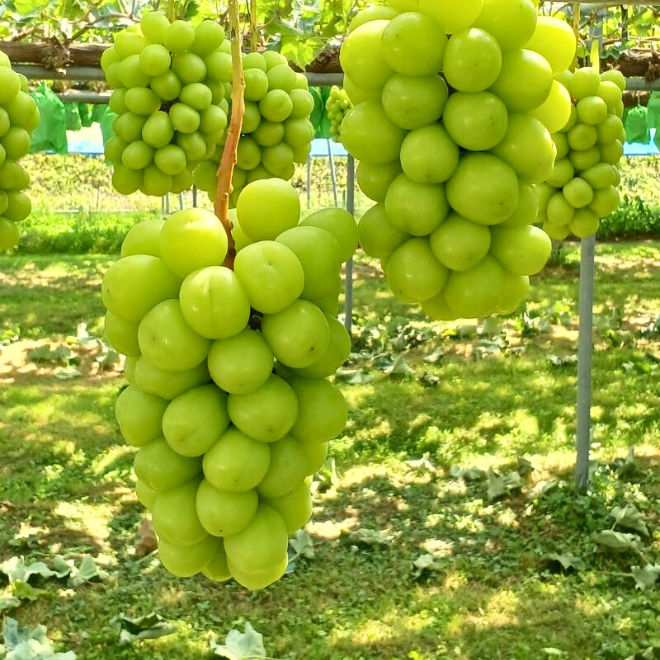 秋田県産シャインマスカット（1房） | 詩の国商店