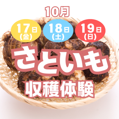 【10月5日申込締切】さといも収穫体験｜開催日：１０月１７日（金）・１８日（土）・１９日（日）｜太結稲（横手市）