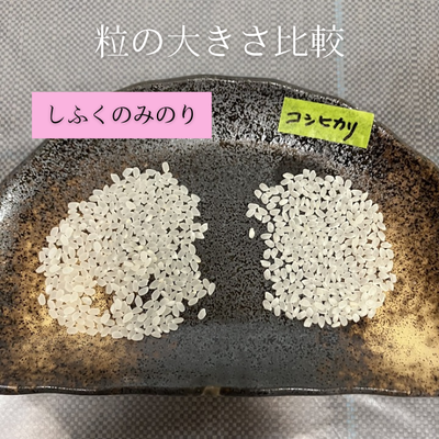 太結稲_1760401843359_400.png