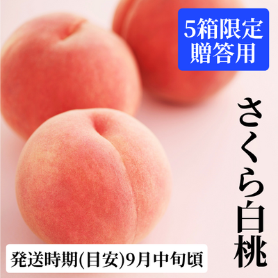 【9月中旬頃発送】さくら白桃 2㎏（贈答用）｜フルーツ/果物｜フジノ果