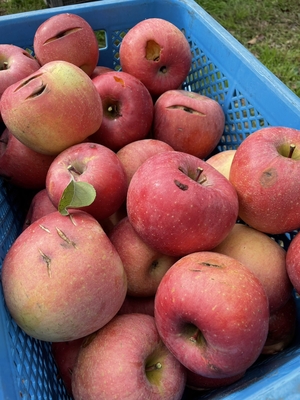 ＊訳あり＊サンふじ10kg　キズ・割れ・鳥のつっつき傷・小玉　