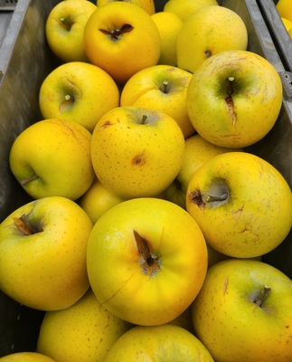 ＊訳あり＊シナノゴールド10kg　キズ・割れ・鳥のつっつき傷等