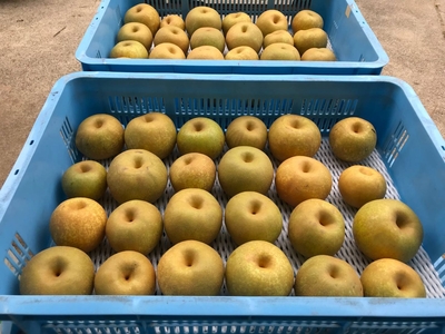 幸水　家庭用　３kg
