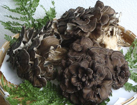 maitake_bara_1632531421402.jpg