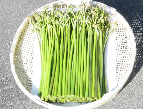 春の山菜王】特選 わらび 2kg | 真室川きのこ本舗