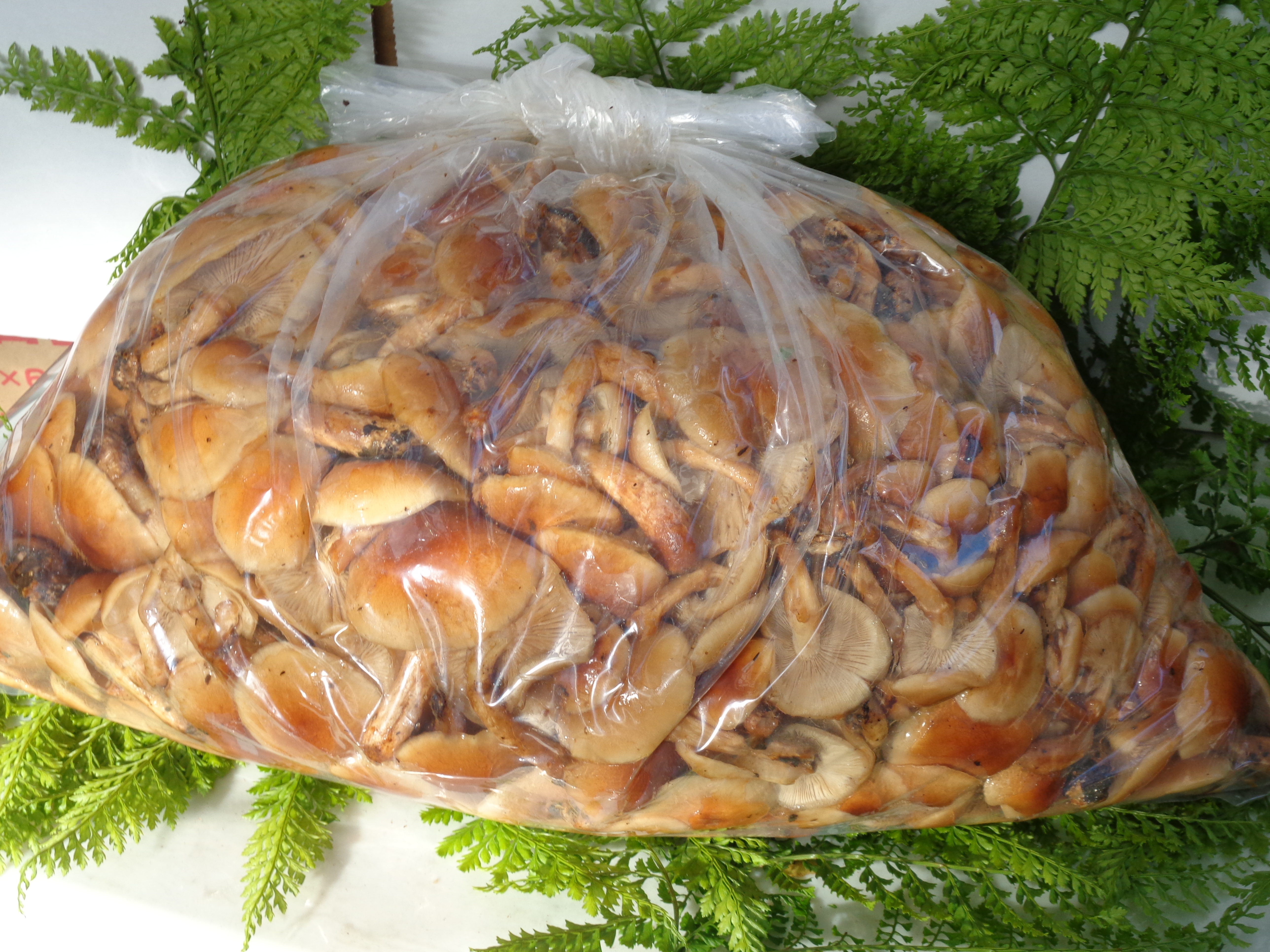 公式】真室川きのこ本舗｜無選別 原木なめこ 開き 3kg | 真室川きのこ本舗