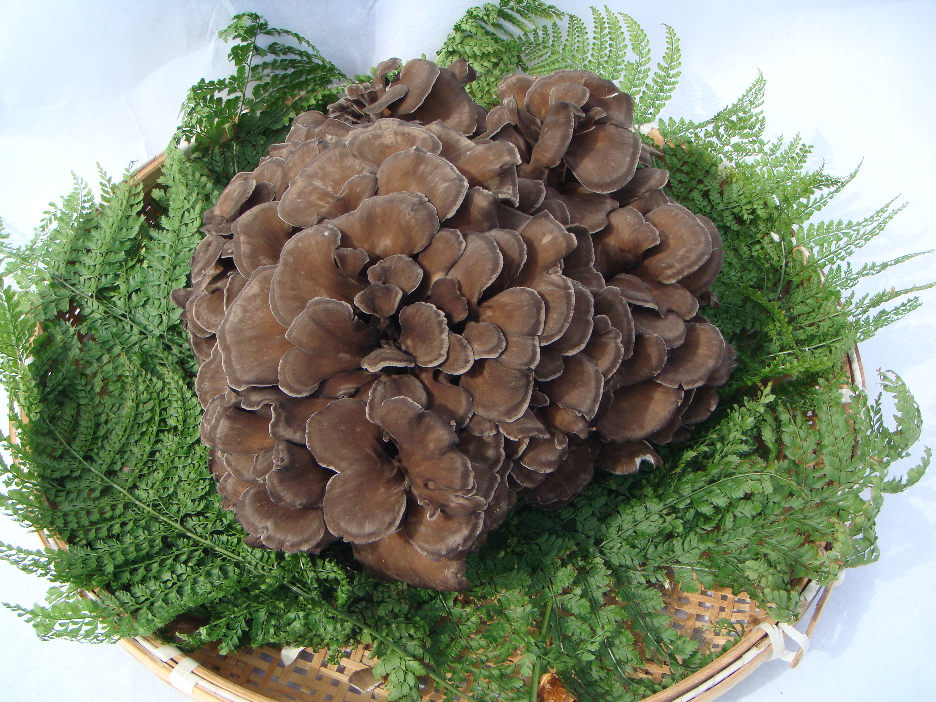 原木舞茸　1キロ相当#2 DSC02396_1698416293342.JPG