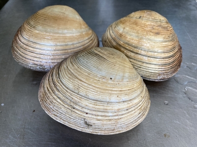 市場直送！【超激安･超特大】活大アサリ(3個約900g)