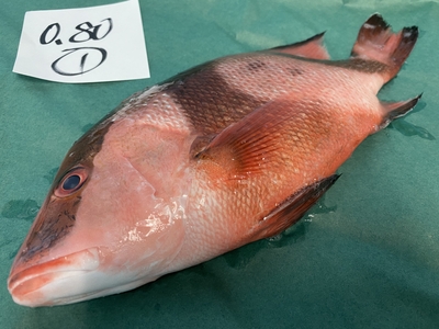 市場直送！【TVで話題･伝説の魚】千年鯛①0.80kg