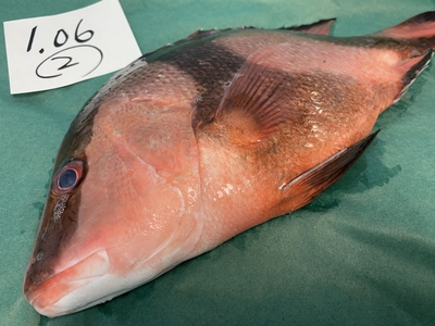 市場直送！【TVで話題･伝説の魚】千年鯛②1.06kg