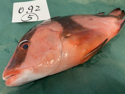 市場直送！【TVで話題･伝説の魚】千年鯛⑤0.92kg