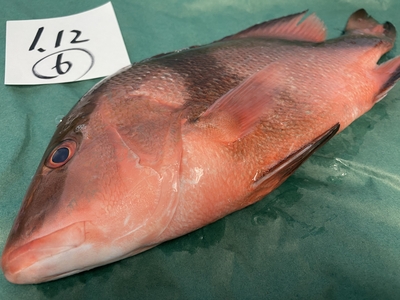 市場直送！【TVで話題･伝説の魚】千年鯛⑥1.12kg