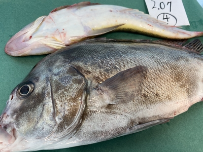 超激安半額セール！【最強処理済】活〆鮮魚セット④2.07kg