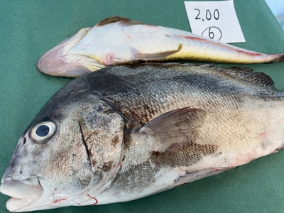 超激安半額セール！【最強処理済】活〆鮮魚セット⑥2.00kg