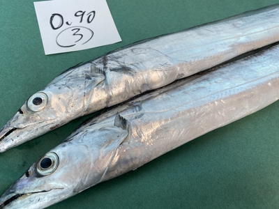 超激安半額セール！【極上釣り物】F4太刀魚③0.90kg