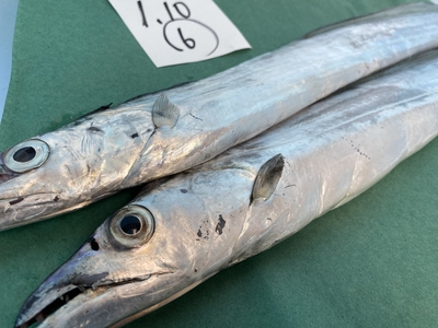 超激安半額セール！【極上釣り物】F4太刀魚⑥1.10kg